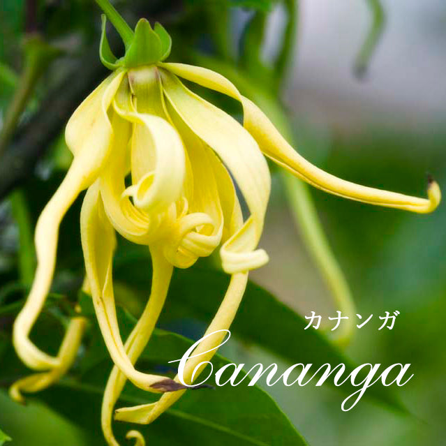 精油カナンガ Cananga/エッセンシャルオイル 5ml/インドネシアの希少な精油