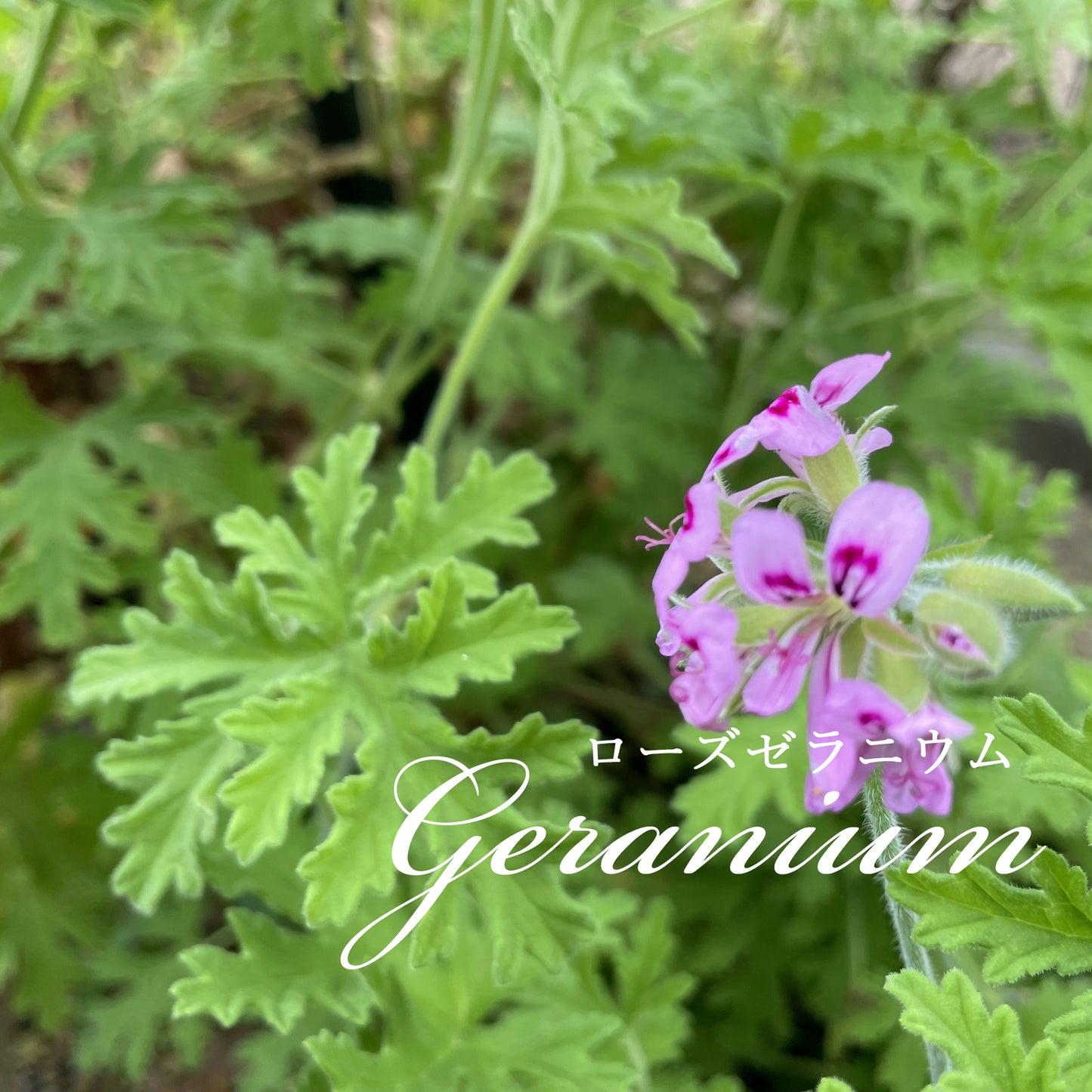 精油ローズゼラニウム Rose Geraniumt/エッセンシャルオイル 5ml/Pelargonium graveolens