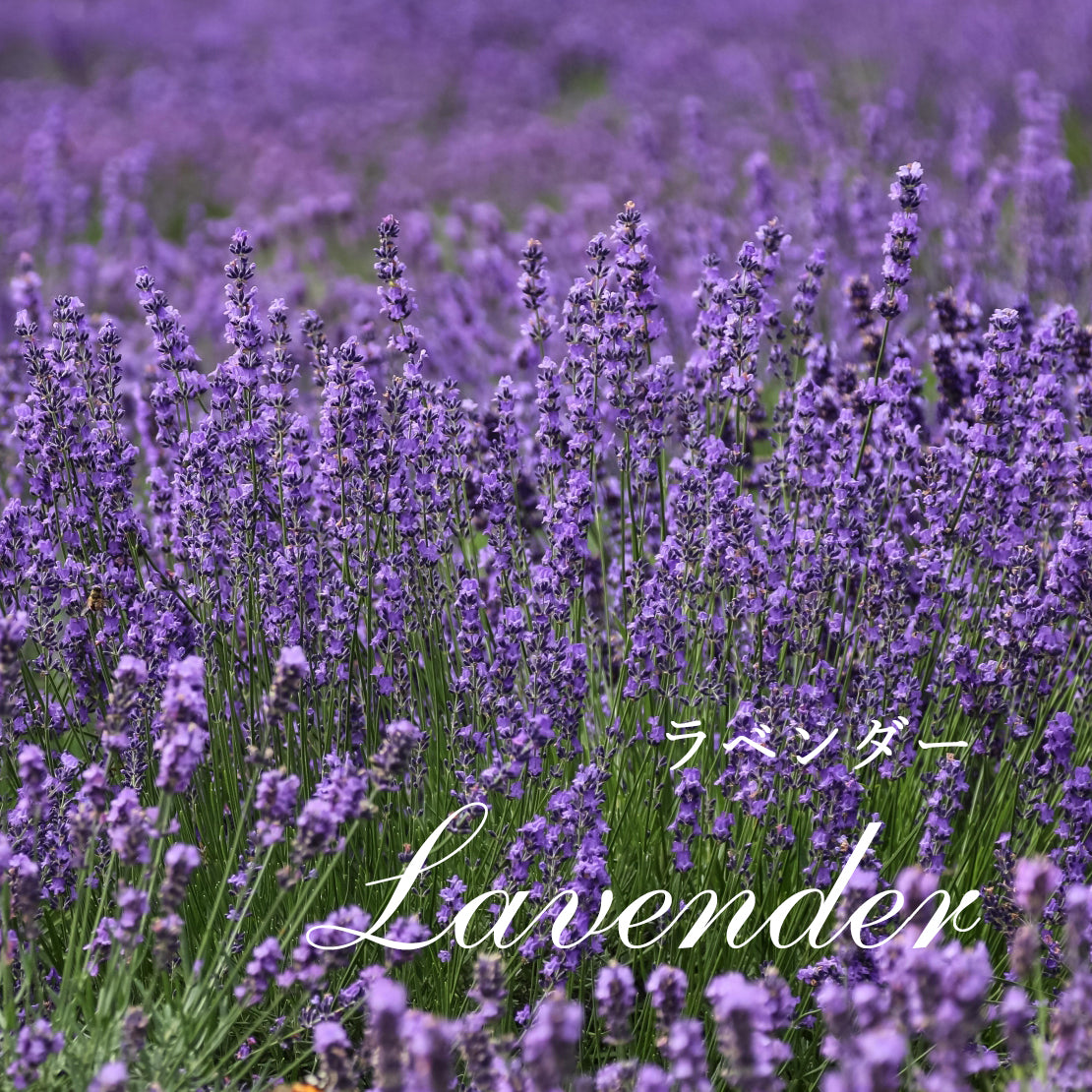 精油ラベンダー Lavender/エッセンシャルオイル 5ml/Lavandula Officinalis