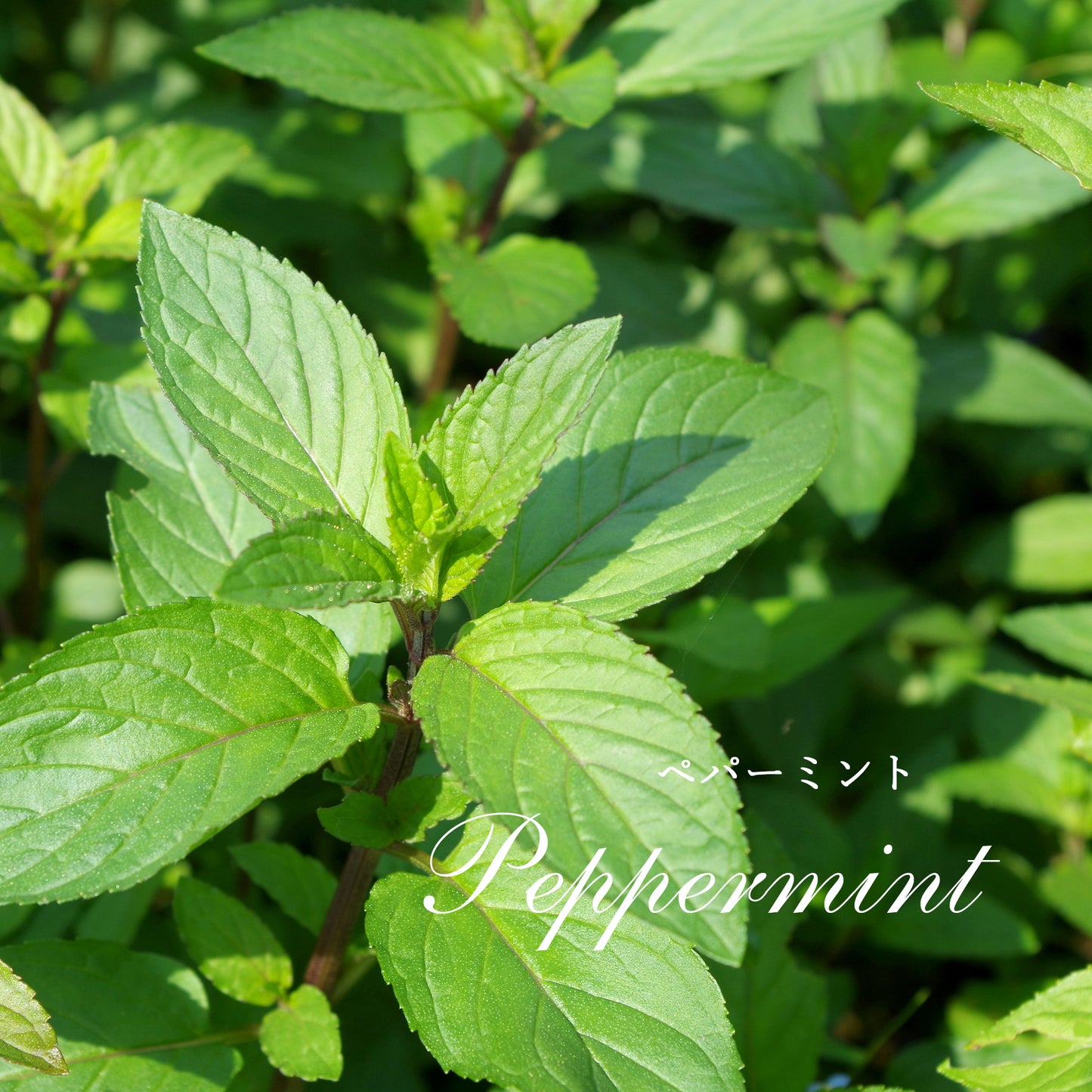 精油ペパーミント Peppermint/エッセンシャルオイル 5ml/Mentha Piperita