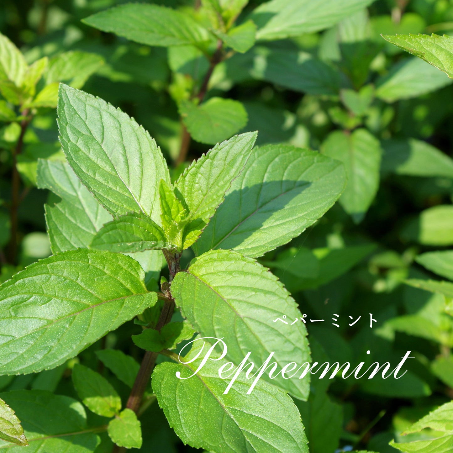 精油ペパーミント Peppermint／エッセンシャルオイル 5ml／Mentha Piperita