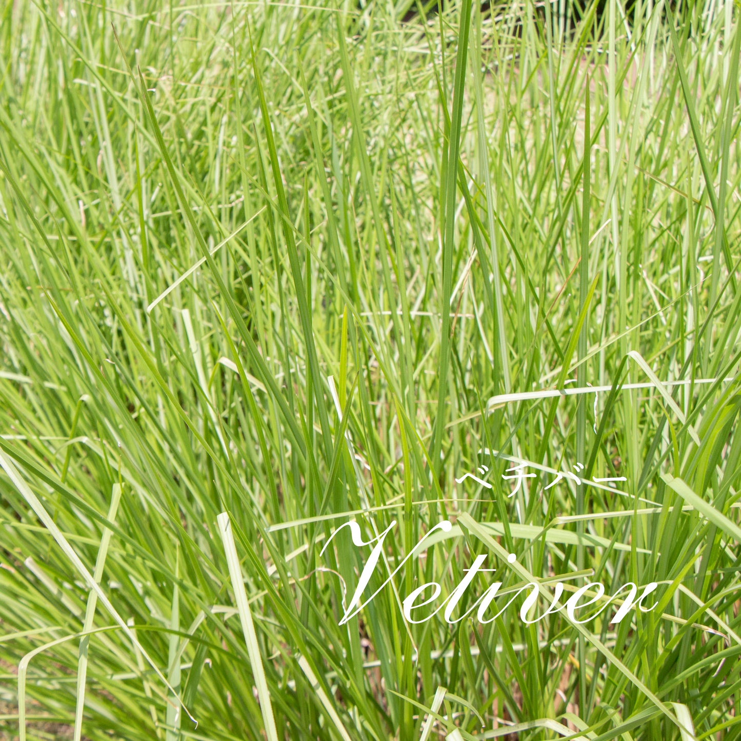 精油ベチバー Vetiver/エッセンシャルオイル 5ml/インドネシアの希少な精油