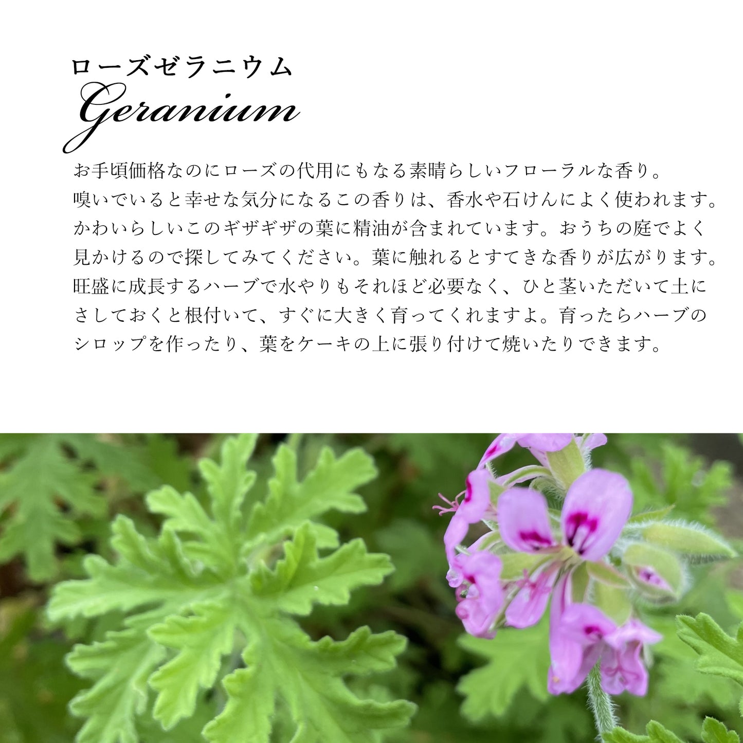 精油ローズゼラニウム Rose Geraniumt/エッセンシャルオイル 5ml/Pelargonium graveolens