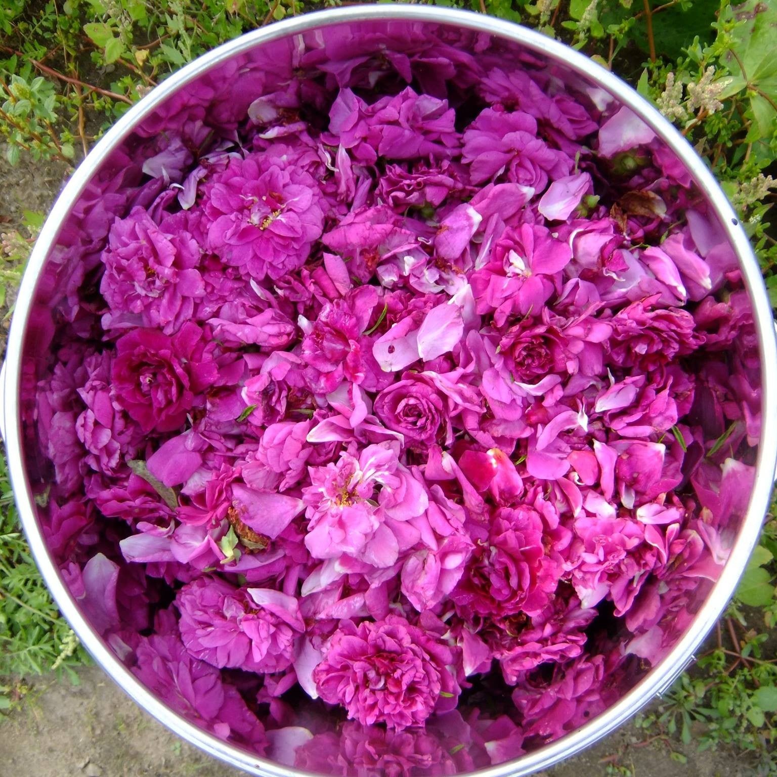 ハマナス アブソリュート Hamanasu／世界初／エッセンシャルオイル 1ml