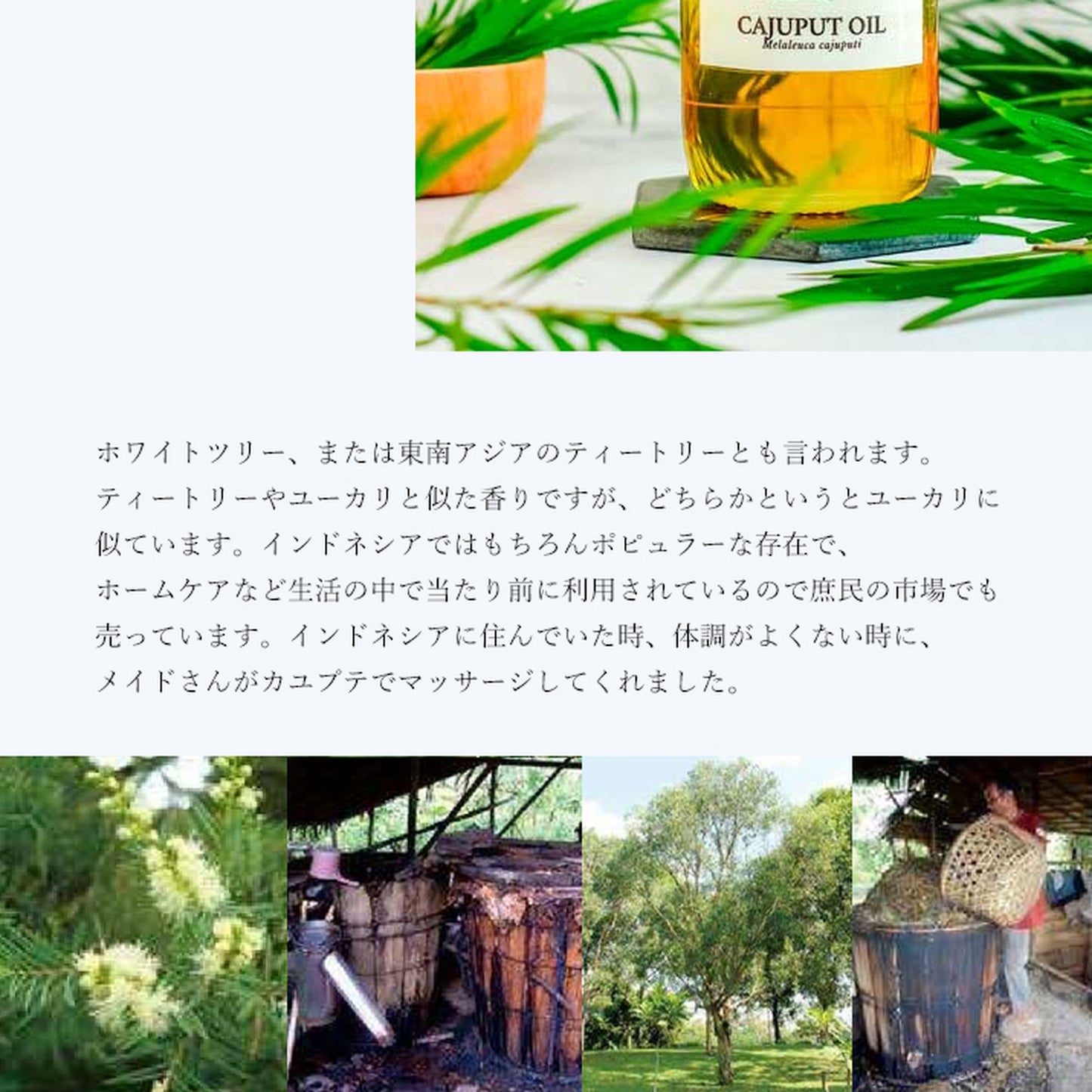 精油カユプテ Cajeput/エッセンシャルオイル 5ml/インドネシアの希少な精油