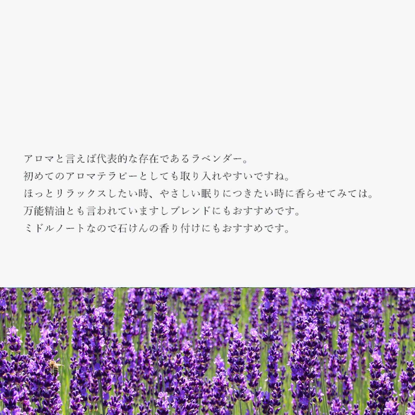 精油ラベンダー Lavender／エッセンシャルオイル 5ml／Lavandula Officinalis