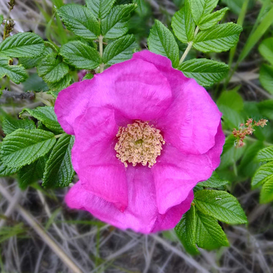 ハマナス アブソリュート Hamanasu/世界初/エッセンシャルオイル 1ml/北海道北見産天然精油