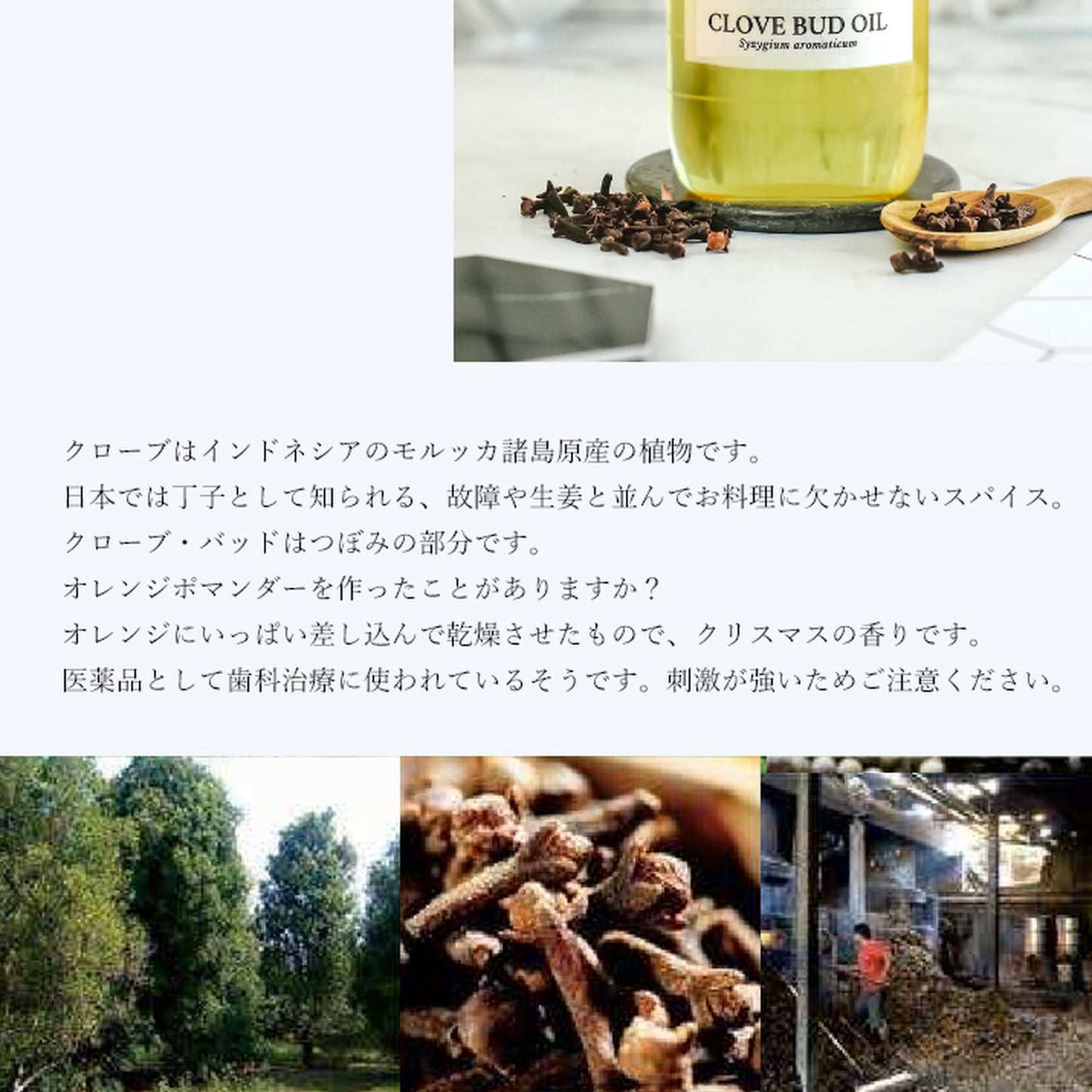 精油クローブ・バッド Clove Bud／エッセンシャルオイル 5ml／インドネシアの希少な精油