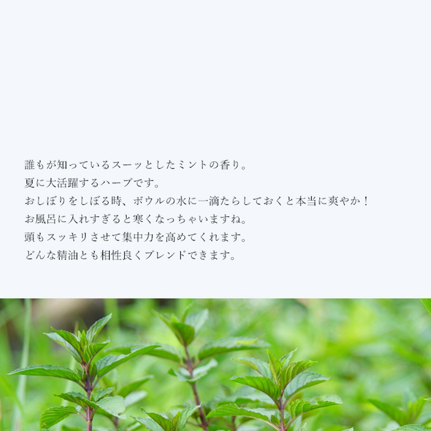 精油ペパーミント Peppermint/エッセンシャルオイル 5ml/Mentha Piperita