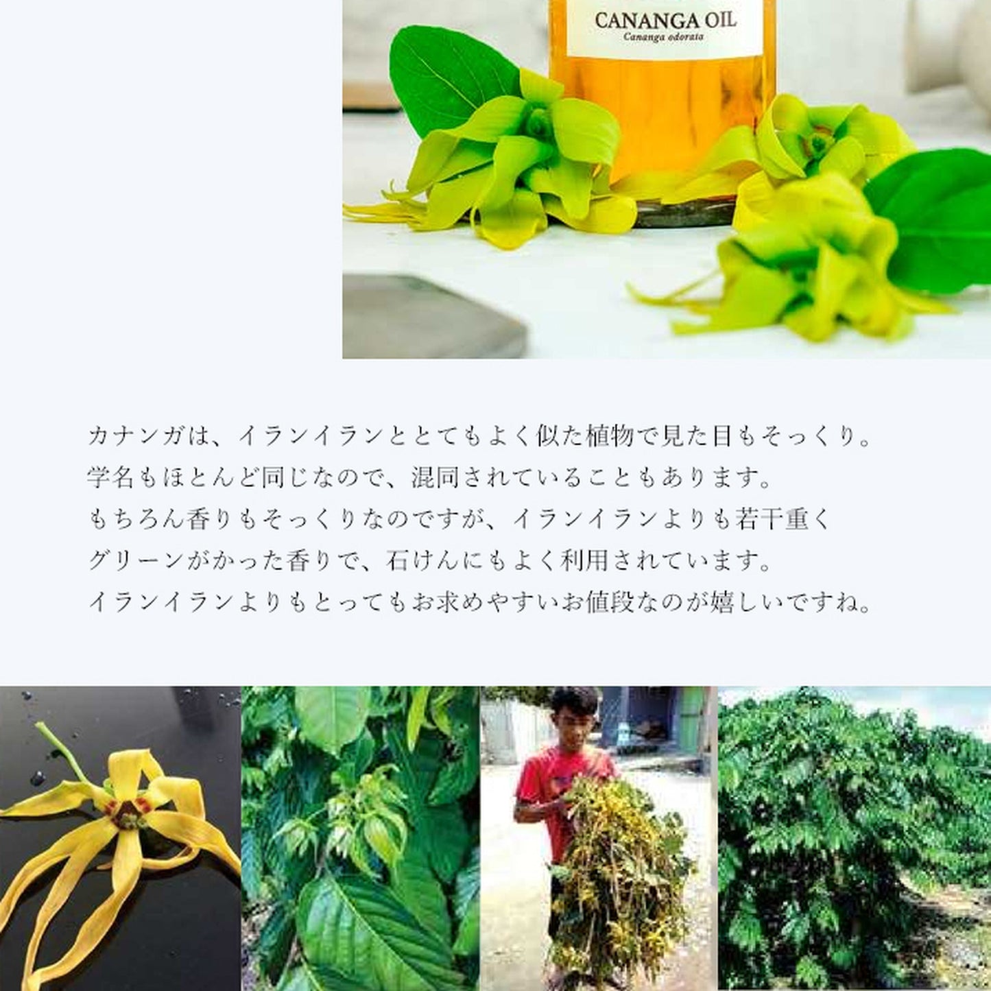 精油カナンガ Cananga/エッセンシャルオイル 5ml/インドネシアの希少な精油