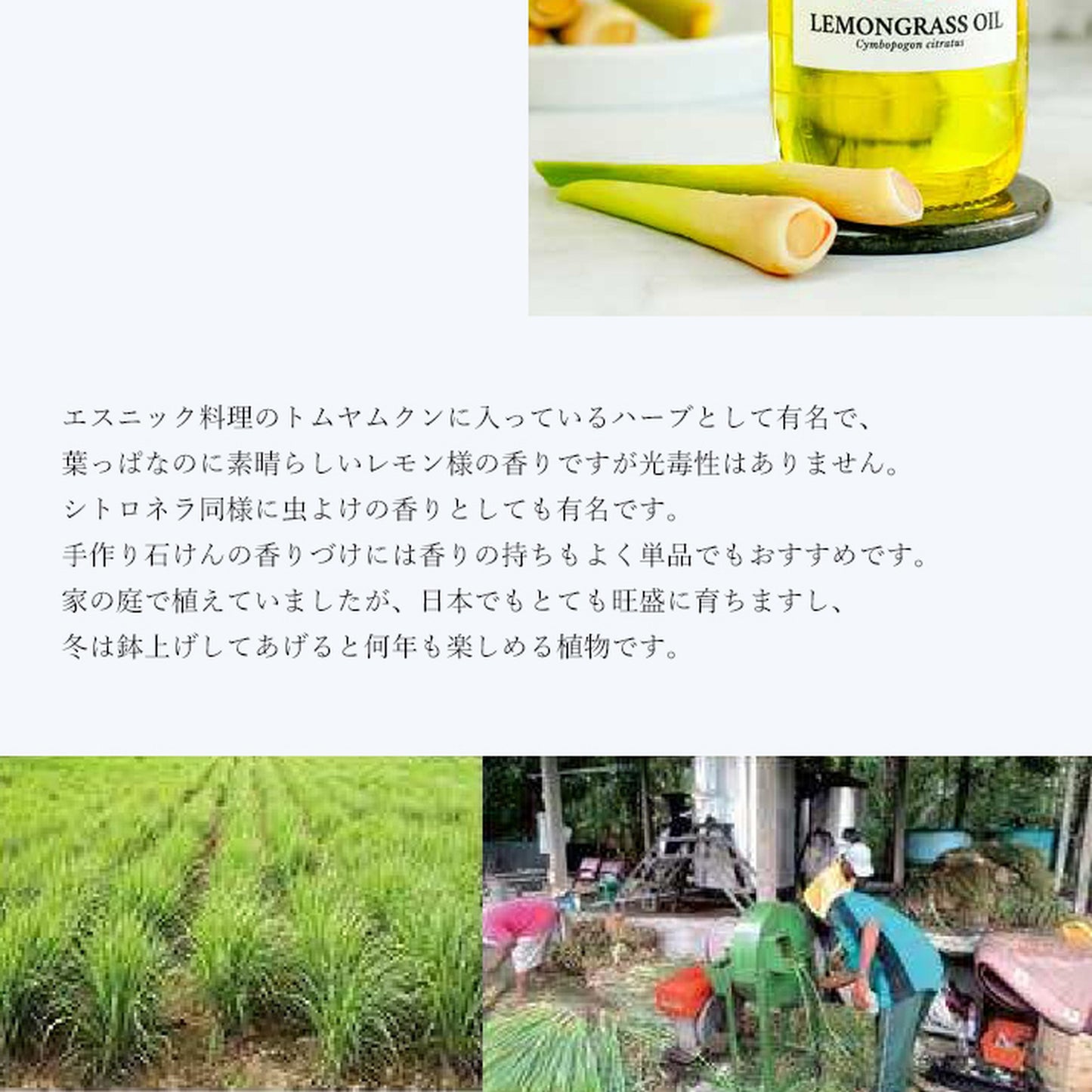 精油レモングラス Lemongrass/エッセンシャルオイル 5ml/インドネシアの希少な精油