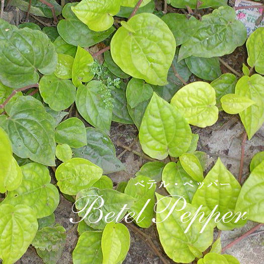 精油 ベテル・ペッパー Betel pepper／エッセンシャルオイル 5ml／インドネシアの希少な精油