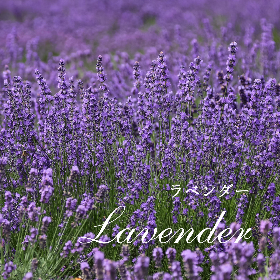 精油ラベンダー Lavender／エッセンシャルオイル 5ml／Lavandula Officinalis
