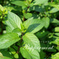 精油ペパーミント Peppermint／エッセンシャルオイル 5ml／Mentha Piperita