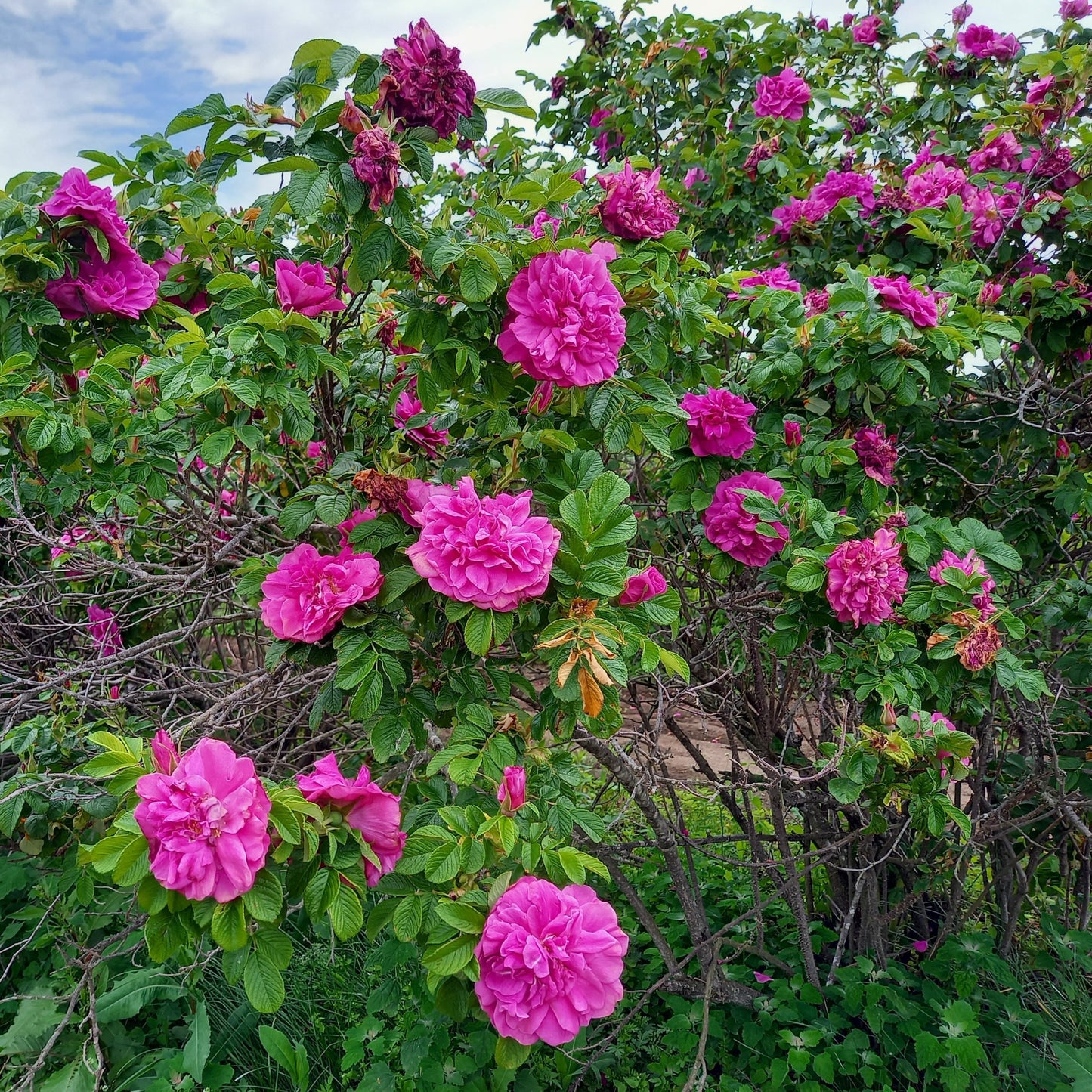 ハマナス アブソリュート Hamanasu／世界初／エッセンシャルオイル 1ml／北海道北見産天然精油 Rosa rugosa