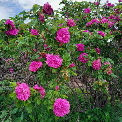 ハマナス アブソリュート Hamanasu／世界初／エッセンシャルオイル 1ml／北海道北見産天然精油 Rosa rugosa