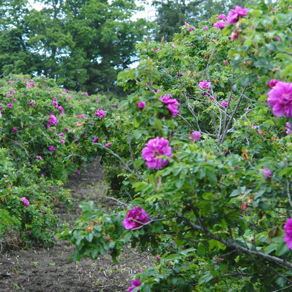 ハマナス アブソリュート Hamanasu／世界初／エッセンシャルオイル 1ml／北海道北見産天然精油 Rosa rugosa