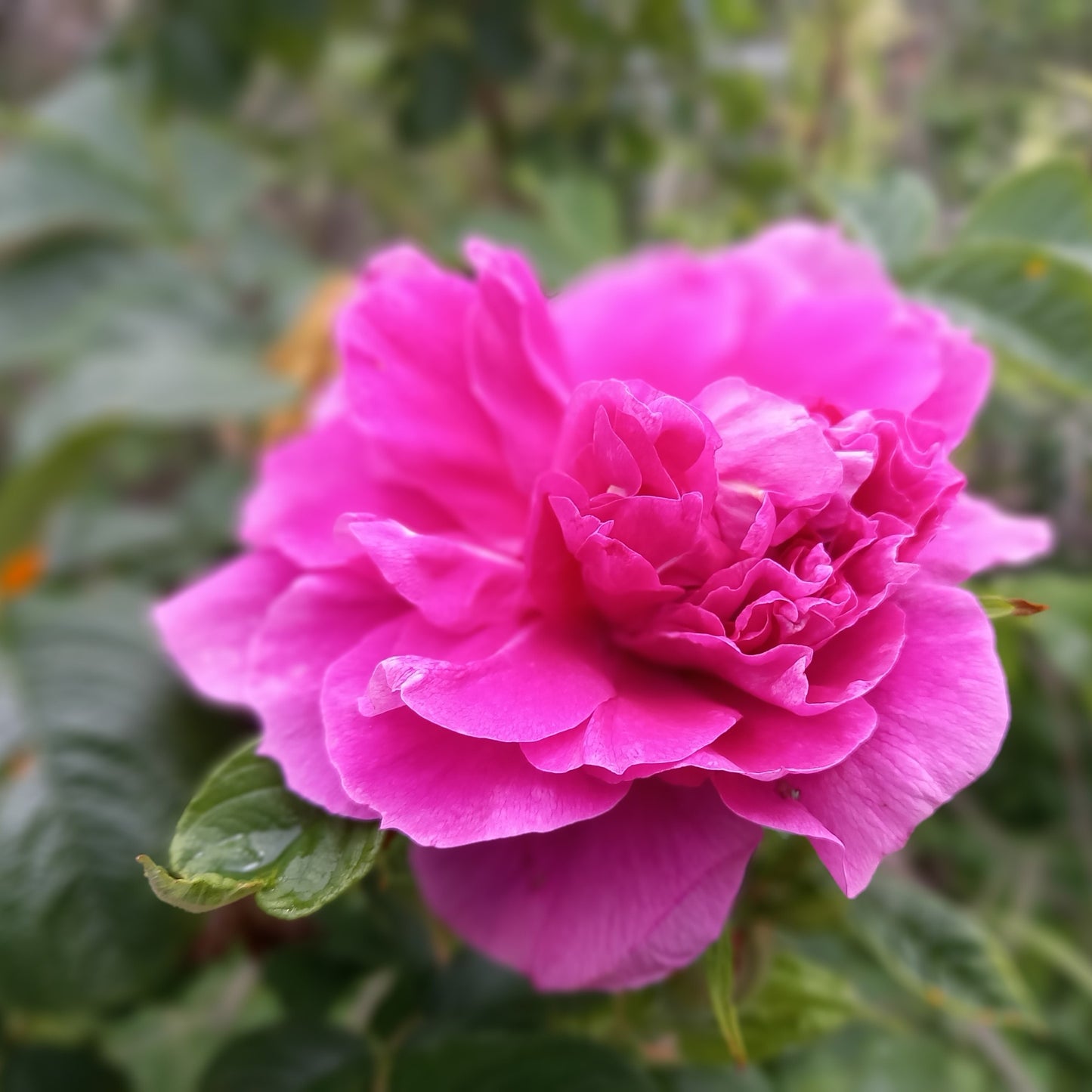 ハマナス アブソリュート Hamanasu／世界初／エッセンシャルオイル 1ml／北海道北見産天然精油 Rosa rugosa