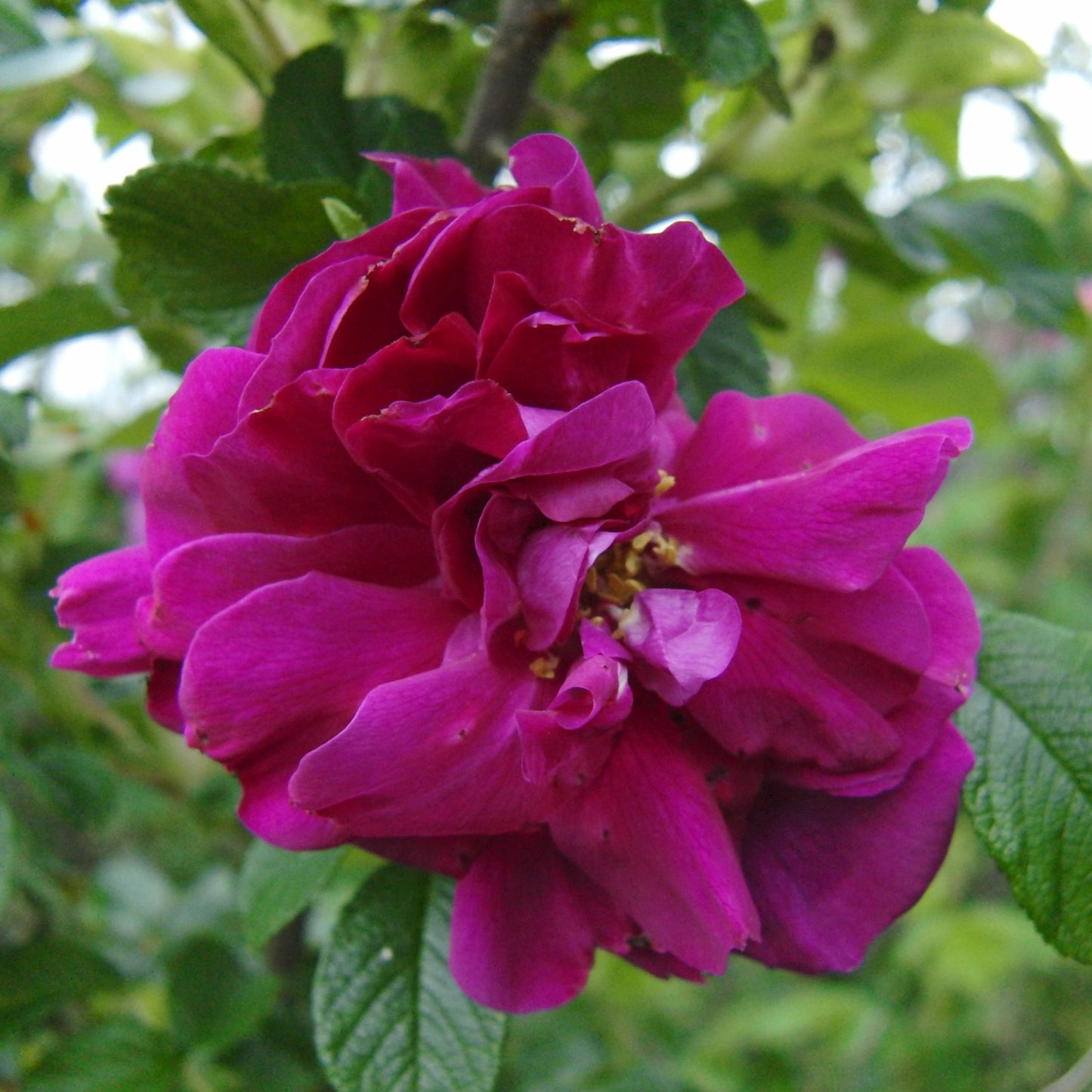 ハマナス アブソリュート Hamanasu／世界初／エッセンシャルオイル 1ml／北海道北見産天然精油 Rosa rugosa