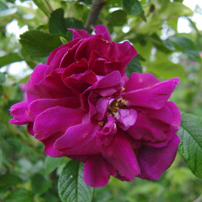 ハマナス アブソリュート Hamanasu／世界初／エッセンシャルオイル 1ml／北海道北見産天然精油 Rosa rugosa