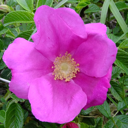 ハマナス アブソリュート Hamanasu／世界初／エッセンシャルオイル 1ml／北海道北見産天然精油 Rosa rugosa