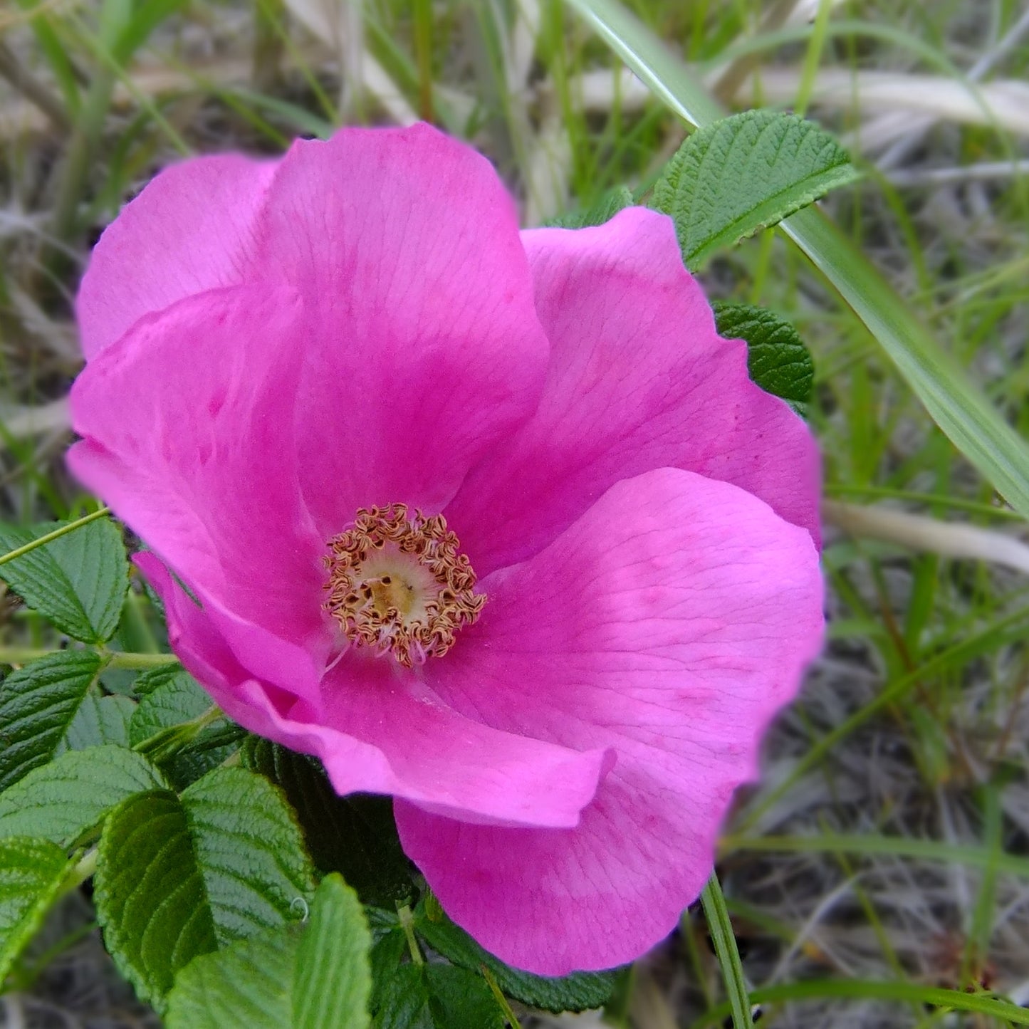 ハマナス アブソリュート Hamanasu／世界初／エッセンシャルオイル 1ml／北海道北見産天然精油 Rosa rugosa