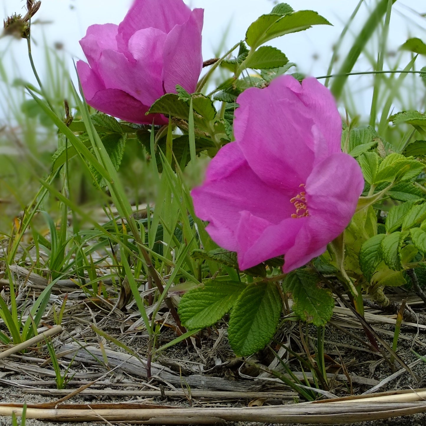 ハマナス アブソリュート Hamanasu／世界初／エッセンシャルオイル 1ml／北海道北見産天然精油 Rosa rugosa
