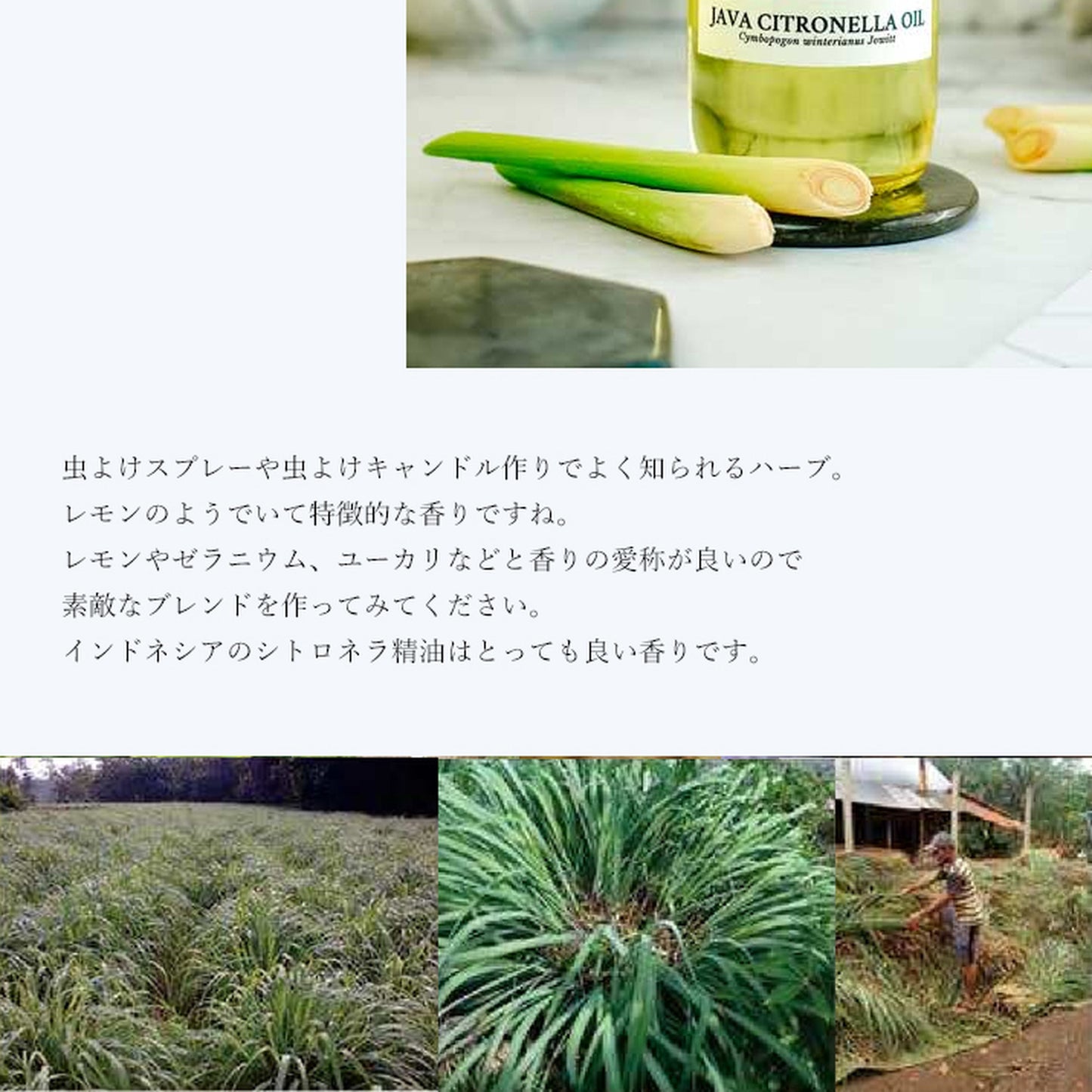 精油シトロネラ Citronella／エッセンシャルオイル 5ml／インドネシアの希少な精油