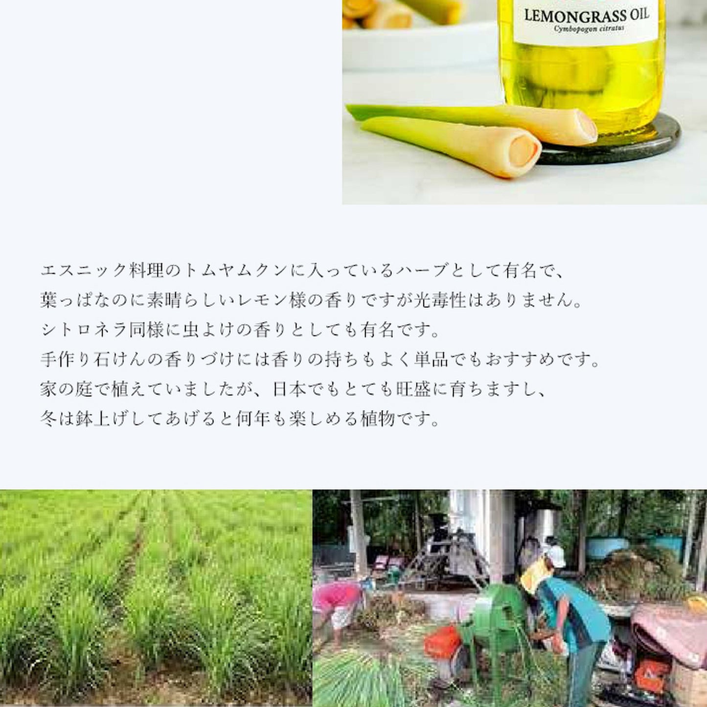 精油レモングラス Lemongrass／エッセンシャルオイル 5ml／インドネシアの希少な精油